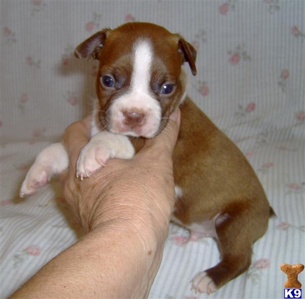 Easton Adorable Red Boston Terrier Boy